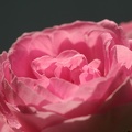 Rose 003