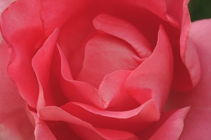 Rose 008