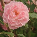 Rose 012