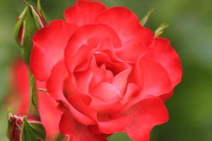 Rose 013