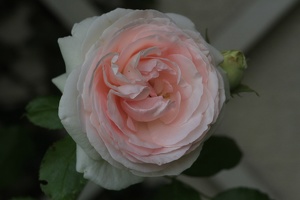 Rose 017