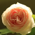 Rose 018
