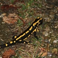 Salamandre.jpg