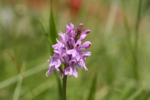 Orchidee 005