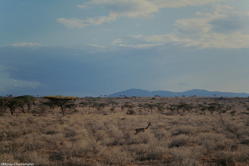 Kenya_0061.jpg