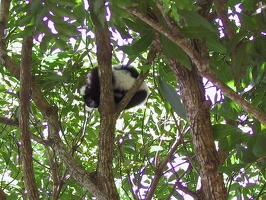 050 Madagascar-28-07-03