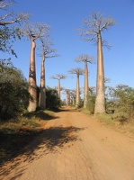 286 Madagascar