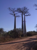 287 Madagascar