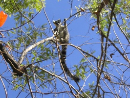 359 Madagascar-14-08-03