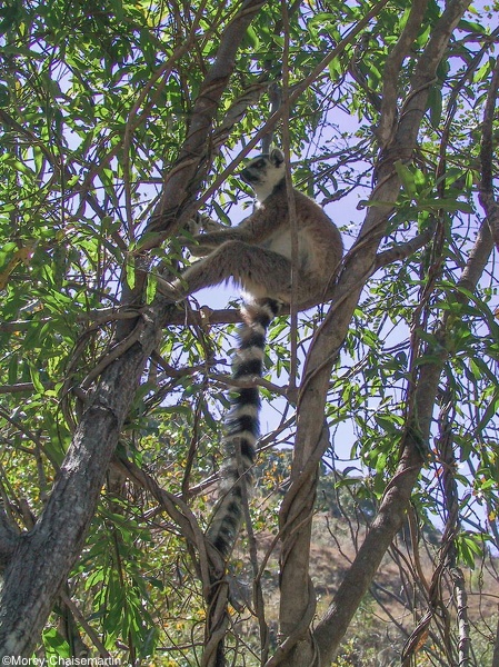 380_Madagascar.jpg