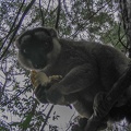 490 Madagascar-22-08-03