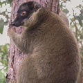 499 Madagascar-20-08-03