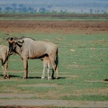 014 Tanzanie 1994