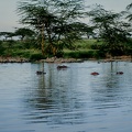 038 Tanzanie 1994