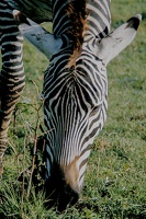 100 Tanzanie 1994
