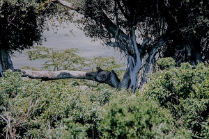 132 Tanzanie 1994