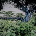 133 Tanzanie 1994