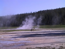 023-Yellowstone