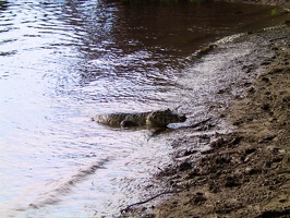 387 pampa alligator