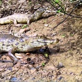 426_pampa_alligators.jpg