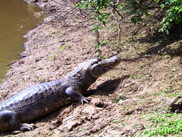 435 pampa alligator