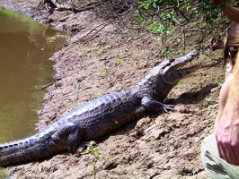 436 pampa alligator