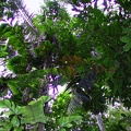 467 jungle arbres