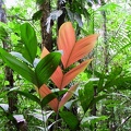 468 jungle feuilles