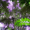 469 jungle arbres