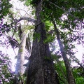 470 jungle arbres