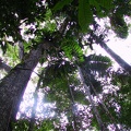 472_jungle_arbres.jpg