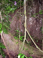 480 jungle arbre