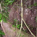 480 jungle arbre
