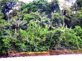 491 jungle tuichi