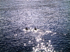 502 lac titicaca canard