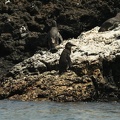 052_Galapagos_043014.jpg