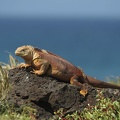 530_Galapagos_051015.jpg