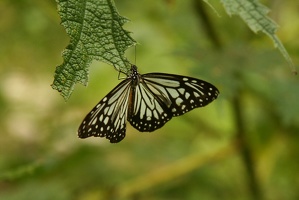 057 Papillon 02-09