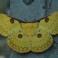 090 Papillon 04-09