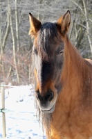 02-Cheval-12.01.20