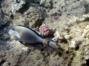 Marine species
