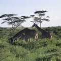 Kenya 0008 1