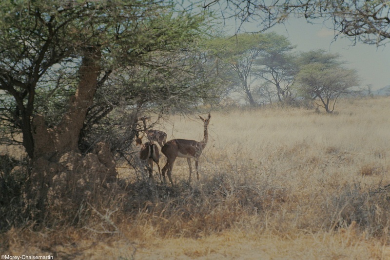 Kenya_0011.jpg