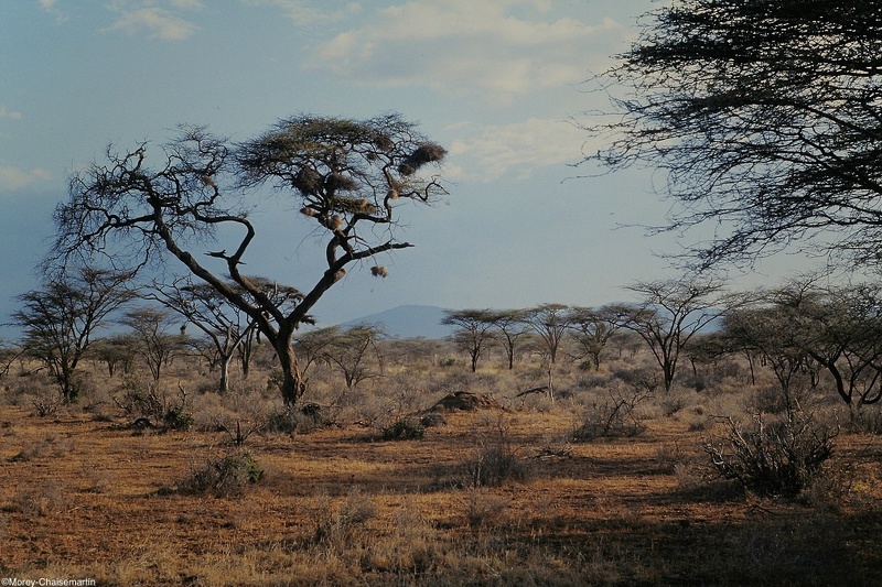 Kenya_0066.jpg