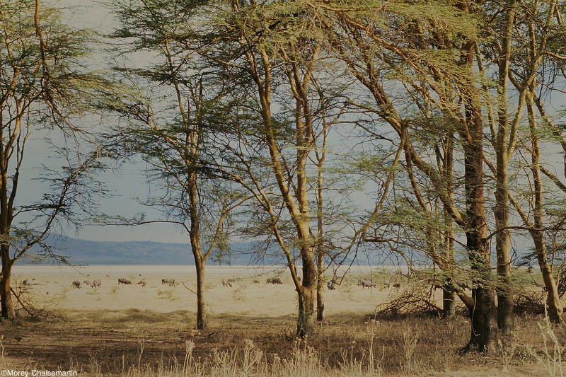 Kenya_0074.jpg