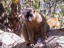 384 Madagascar