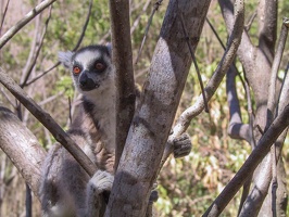 389 Madagascar-12-08-03