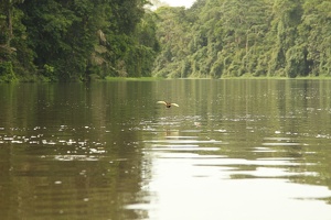 062 Tortuguero 23avril09H01