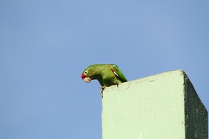 643 Alajuela 10mai06H46