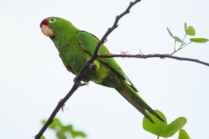 644 Alajuela 10mai06H52